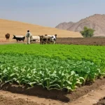 Home 3 농업 환경 보전 - **A Flourishing Field with Sustainable Practices:** A wide shot of a vibrant, highly fertile agricul...